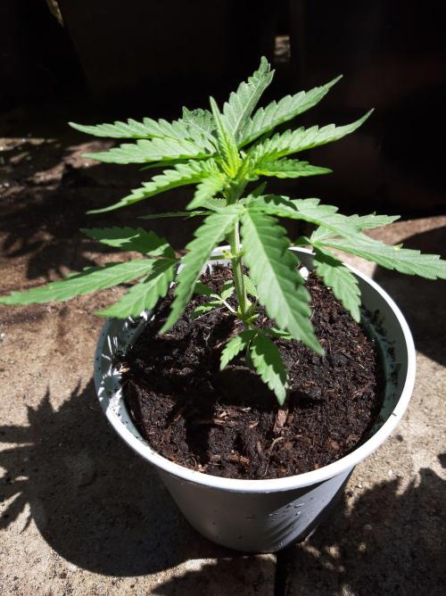 Mimosa Bruce Banner XL Auto. Week 6