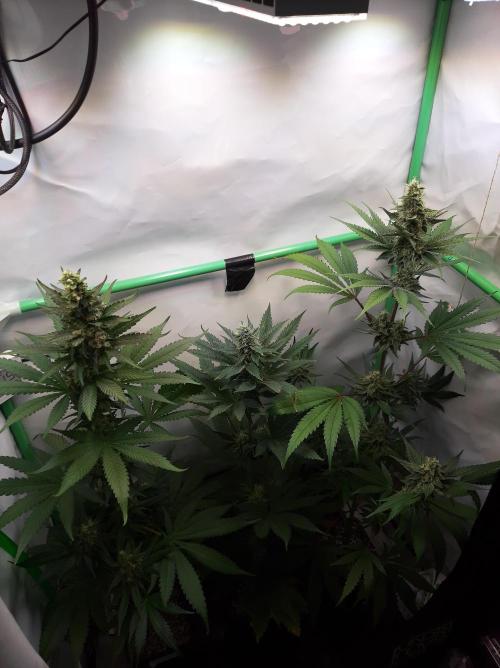 Taste the Terps 🍊. Week 15 - Overview - flowering day 40
