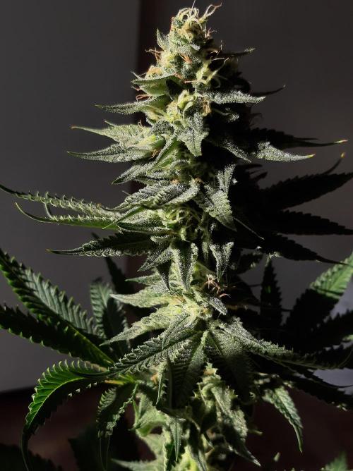 Taste the Terps 🍊. Week 15 - backup S&S