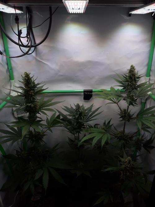 Taste the Terps 🍊. Week 15 - Overview - flowering day 40