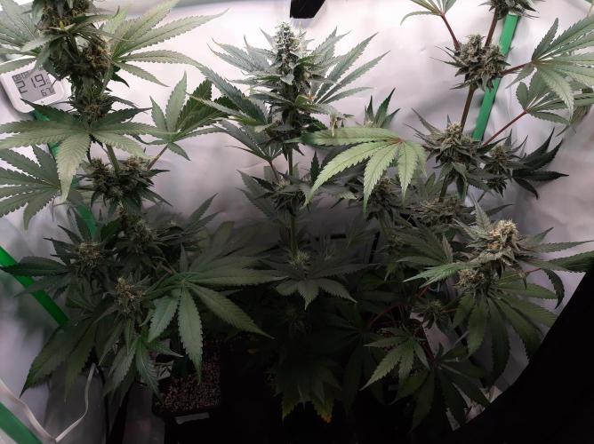 Taste the Terps 🍊. Week 15 - Lower part - flowering day 40