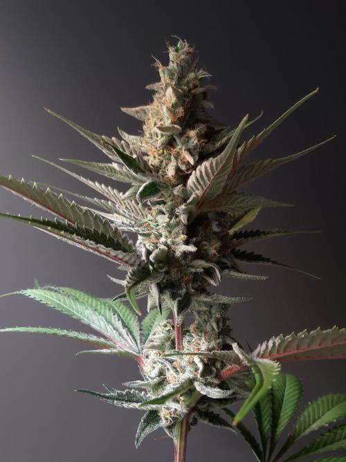 Taste the Terps 🍊. Week 15 - Z&Z - day 46 of flowering