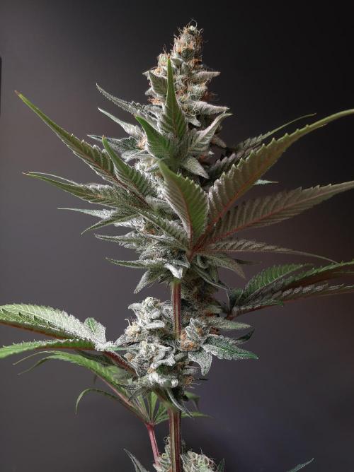 Taste the Terps 🍊. Week 15 - Z&Z - day 46 of flowering