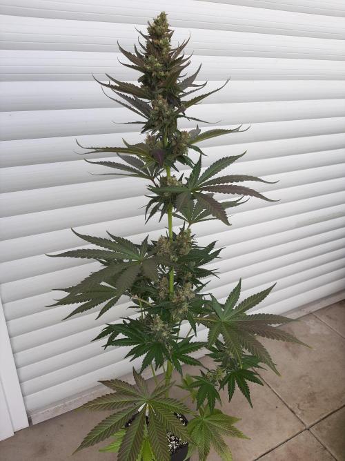 Taste the Terps 🍊. Week 15 - Mandarine Jam - day 46 of flowering