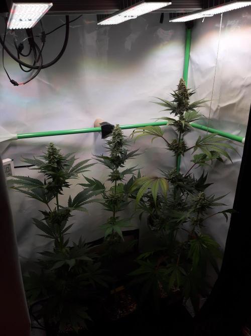 Taste the Terps 🍊. Week 15 - Overview - day 46 of flowering