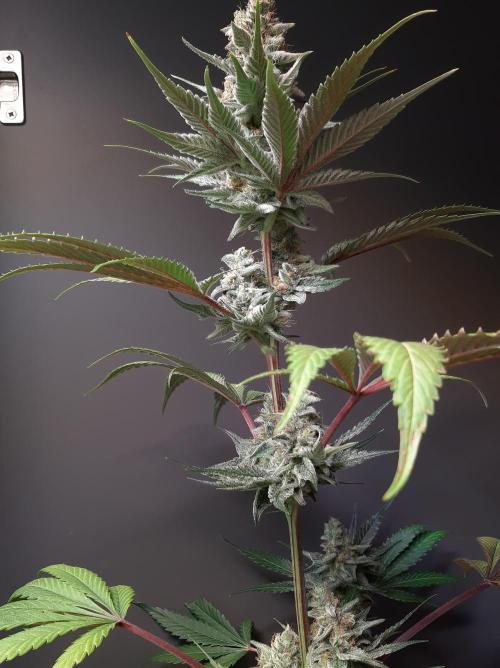 Taste the Terps 🍊. Week 15 - Z&Z - day 46 of flowering