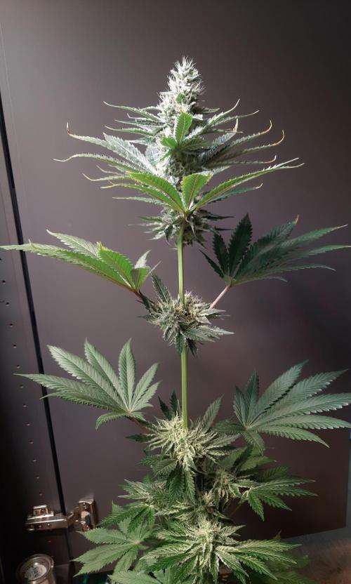 Taste the Terps 🍊. Week 15 - Orangesicle - day 46 of flowering