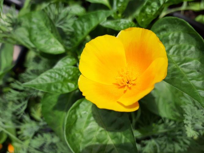 Taste the Terps 🍊. Week 16 - California poppy flower