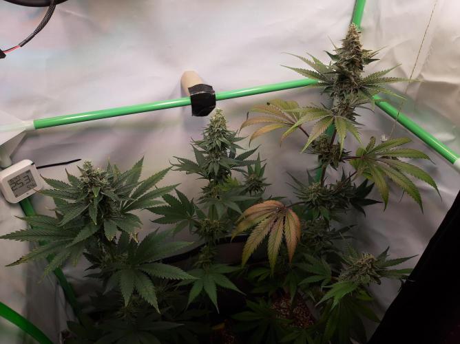 Taste the Terps 🍊. Week 16 - Overview - day 48 of flowering