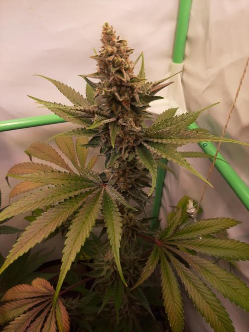 Taste the Terps 🍊. Week 16 - Z&Z - day 48 of flowering