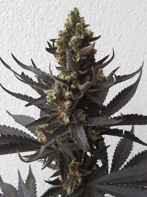 Taste the Terps 🍊. Week 17 - Mandarine Jam