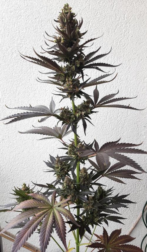 Taste the Terps 🍊. Week 17 - Mandarine Jam