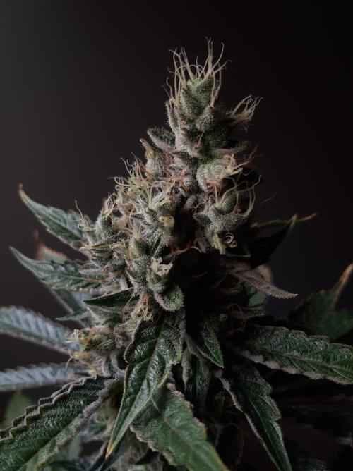 Taste the Terps 🍊. Week 17 - Orangesicle