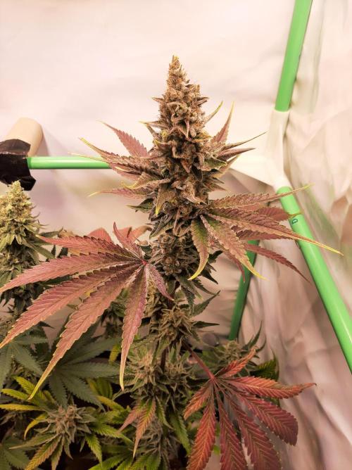 Taste the Terps 🍊. Week 17 - Z&Z