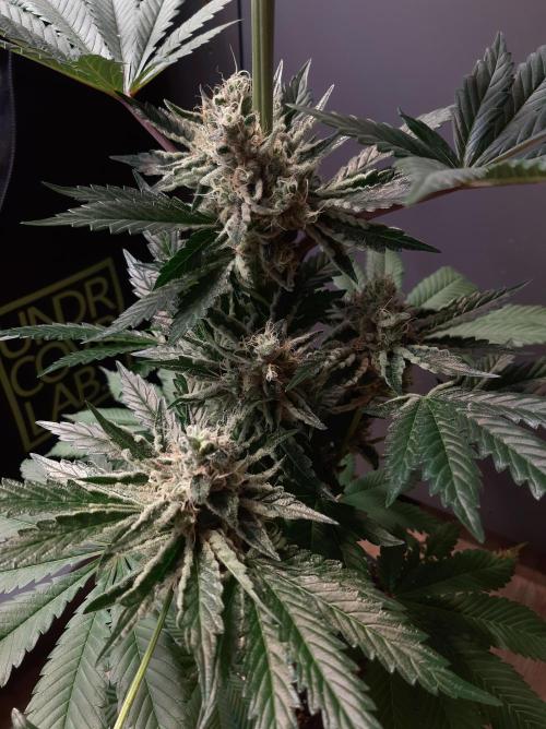 Taste the Terps 🍊. Week 17 - Orangesicle