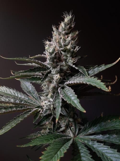Taste the Terps 🍊. Week 17 - Orangesicle
