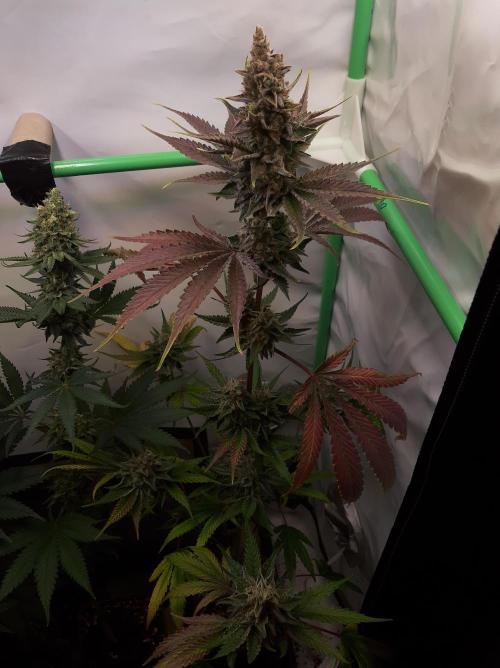 Taste the Terps 🍊. Week 17 - Z&Z