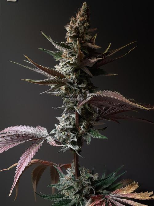 Taste the Terps 🍊. Week 17 - Z&Z