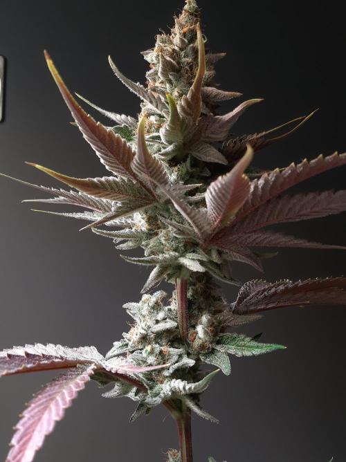 Taste the Terps 🍊. Week 17 - Z&Z