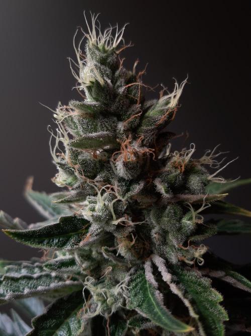 Taste the Terps 🍊. Week 17 - Orangesicle
