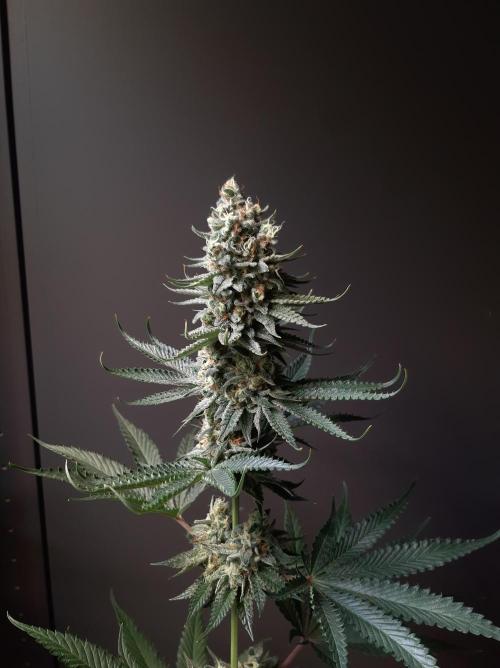Taste the Terps 🍊. Week 17 - Z&Z 2 