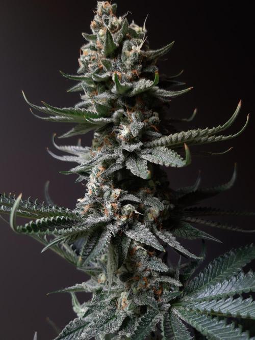 Taste the Terps 🍊. Week 17 - Z&Z 2