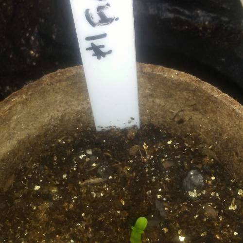 1st Fire Og Grow. Week 1 - DAY 3 FIRE 1 