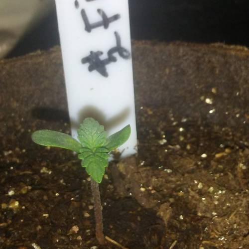 1st Fire Og Grow. Week 1 - DAY 5 FIRE 2