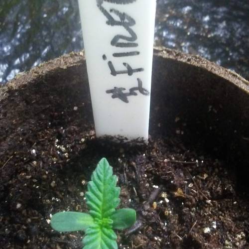 1st Fire Og Grow. Week 1 - DAY 6 FIRE 2