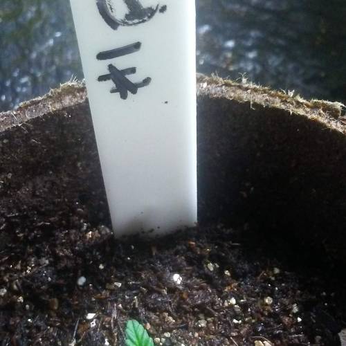 1st Fire Og Grow. Week 1 - DAY 6 FIRE 1