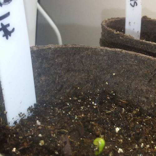 1st Fire Og Grow. Week 1 - DAY 5 FIRE 2