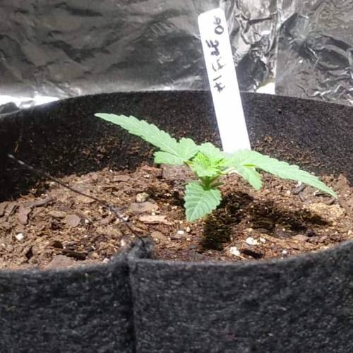 1st Fire Og Grow. Week 2 - DAY 12 FIRE 2