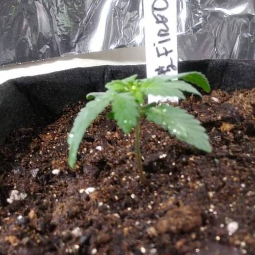 1st Fire Og Grow. Week 2 - DAY 12 FIRE 1