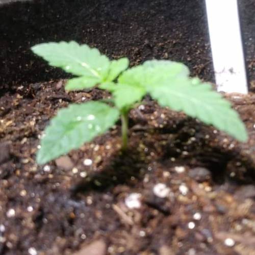 1st Fire Og Grow. Week 2 - DAY 14 FIRE 1
