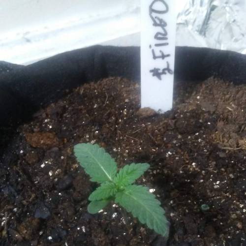 1st Fire Og Grow. Week 2 - DAY 9 FIRE 2