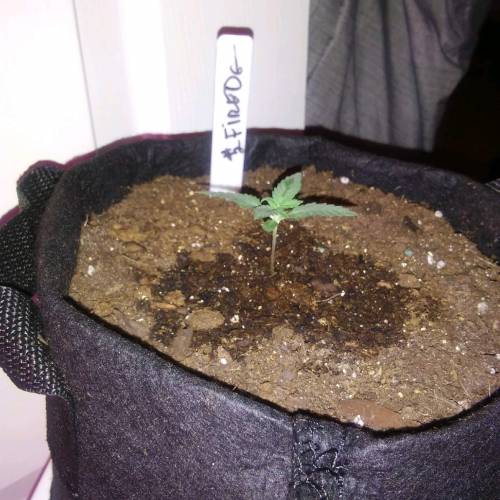 1st Fire Og Grow. Week 2 - DAY 10 FIRE 2