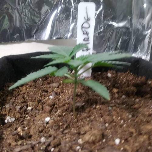 1st Fire Og Grow. Week 3 - fire 2 day 21 looks like those notes are doing their job.