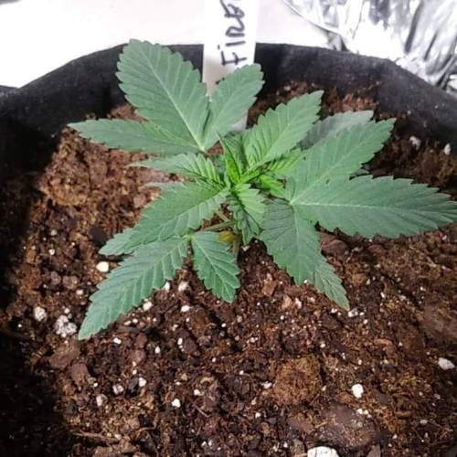 1st Fire Og Grow. Week 3 - fire 2 day 19.3