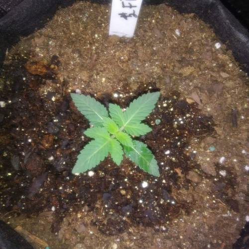 1st Fire Og Grow. Week 3 - fire 2 day 16 first notes added