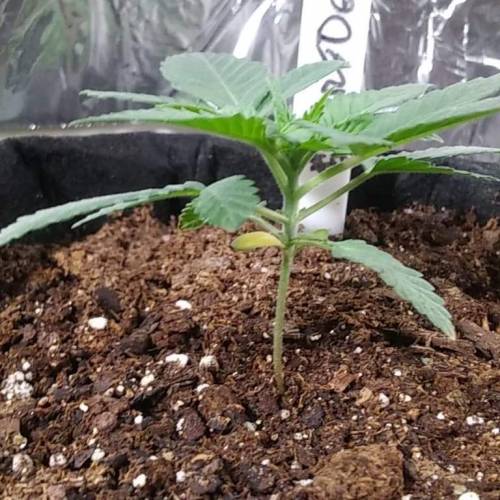 1st Fire Og Grow. Week 3 - fire 2 day 21.2