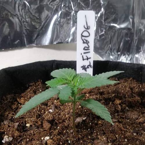 1st Fire Og Grow. Week 3 - fire 2 day 19.2