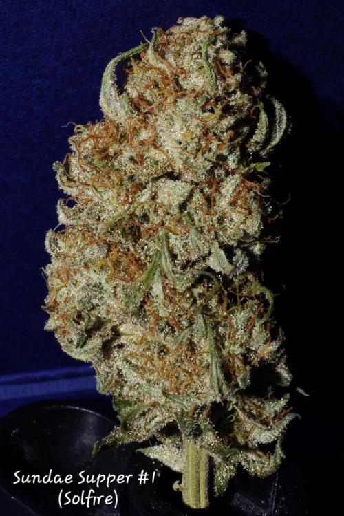 Co2 grow: 2* Sundae Supper - Solfire. Week 14