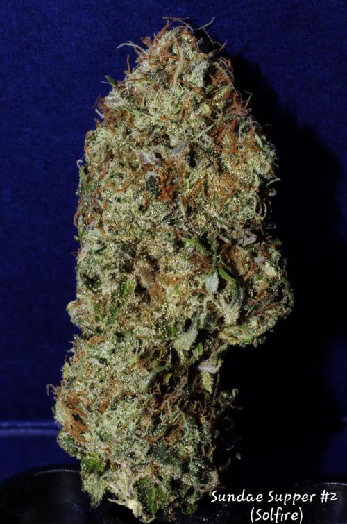 Co2 grow: 2* Sundae Supper - Solfire. Week 14