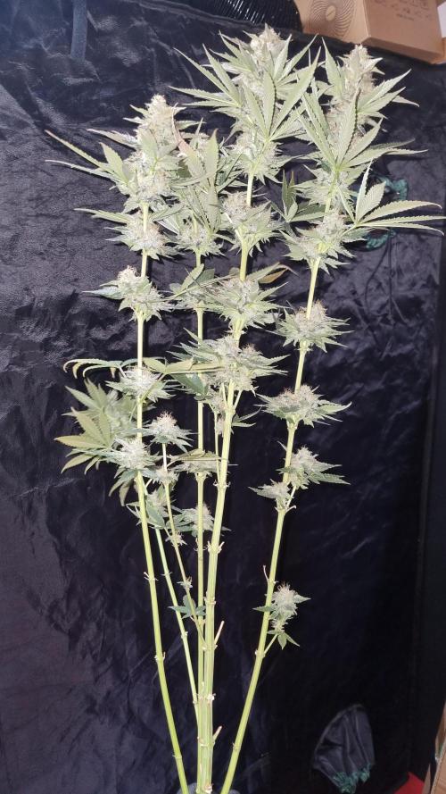 CO2 Grow: LIT Farms & Humboldt S. C.. Week 14