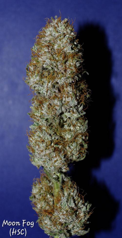 CO2 Grow: LIT Farms & Humboldt S. C.. Week 14