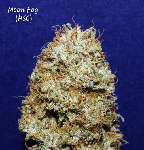 CO2 Grow: LIT Farms & Humboldt S. C.. Week 14