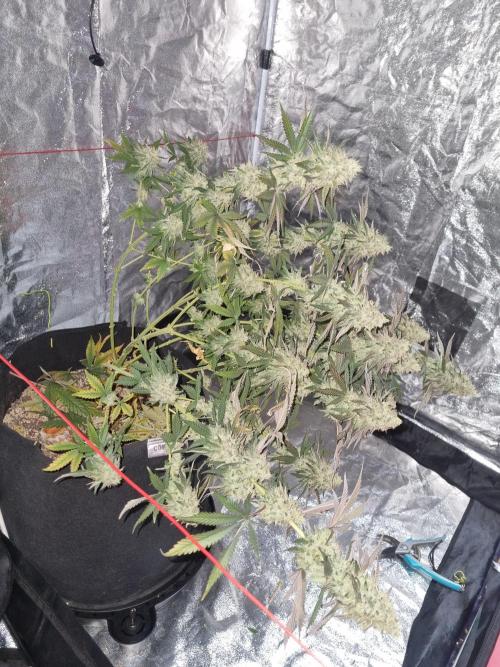 CO2 Grow: Umami & Exotic Genetix. Week 14