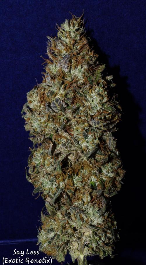 CO2 Grow: Umami & Exotic Genetix. Week 14