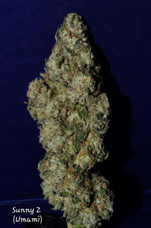 CO2 Grow: Umami & Exotic Genetix. Week 14