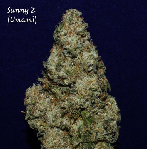 CO2 Grow: Umami & Exotic Genetix. Week 14